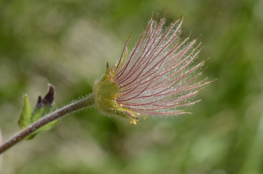 Geum montanum / Cariofillata montana